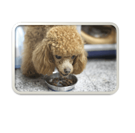 トイプードルの妊娠と出産について