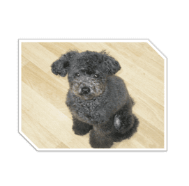 子犬のトイプードルの食事