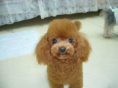 噛み癖のしつけ方