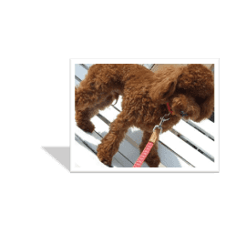 トイプードルの吠え癖のしつけ方