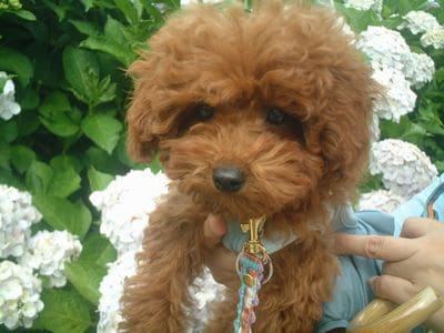 多頭飼いの飼い方