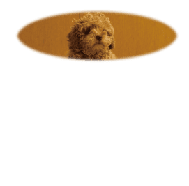 トイプードルの毛繕いとグルーミングの仕方