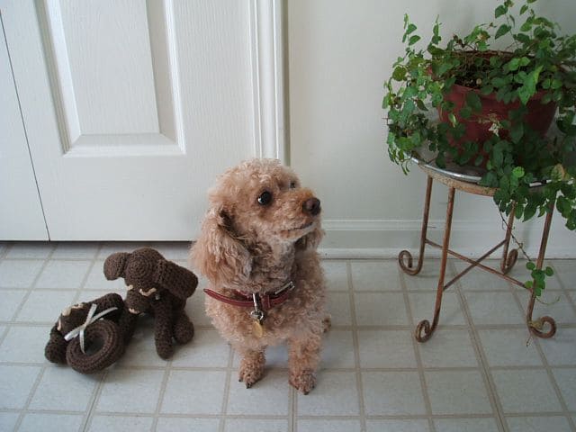 「流涙症」について