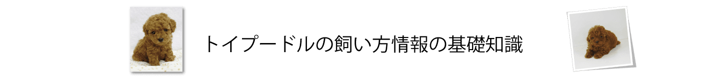 トイプードルの飼い方情報の基礎知識