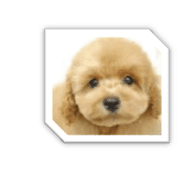 トイプードルの骨折を防ごう