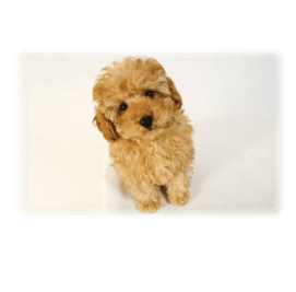 愛犬を長生きさせる食事